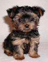 Puppies for sale Cyprus, Nicosia Yorkshire Terrier