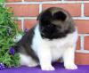 Puppies for sale Cyprus, Paphos Akita