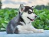Puppies for sale France, Paris Haski