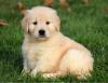 Puppies for sale Malta, Valletta Golden Retriever