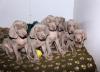 Puppies for sale Italy, Rome Weimaraner