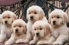 Puppies for sale Netherlands, Dordrecht Golden Retriever