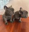 Puppies for sale Hungary, NyГ­regyhГЎza French Bulldog