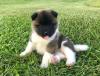 Puppies for sale Greece, Patra Akita