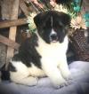 Puppies for sale Cyprus, Paphos Akita