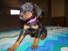 Puppies for sale France, Lion Doberman