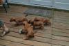 Puppies for sale Germany, Dortmund Rhodesian Ridgeback