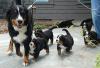Puppies for sale Finland, Rovaniemi Bernese Mountain Dog