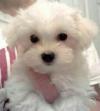 Puppies for sale Italy, Palermo Maltese