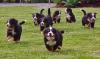 Puppies for sale Netherlands, Rotterdam Bernese Mountain Dog