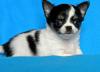 Puppies for sale Lithuania, Vilnius Chihuahua