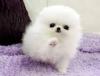 Puppies for sale Portugal, Portalegre Pomeranian Spitz