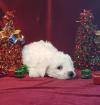 Puppies for sale Germany, Yen Bichon