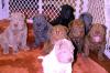 Puppies for sale Lithuania, Vilnius Shar Pei