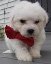 Puppies for sale Poland, Wroclaw Bichon