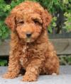 Puppies for sale Greece, Athens Toy-poodle