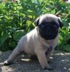 Puppies for sale Poland, Poznan Pug