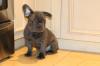 Puppies for sale Russia, Moscow French Bulldog