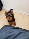 Puppies for sale Georgia, Rustavi Yorkshire Terrier