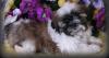 Puppies for sale Poland, Warsaw Shih Tzu