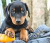 Puppies for sale Netherlands, Maastricht Doberman