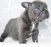 Puppies for sale France, Paris French Bulldog