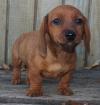 Puppies for sale Sweden, Stockholm Dachshund