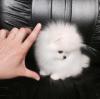 Puppies for sale Italy, Cremona , pomeranian
