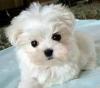 Puppies for sale Italy, Parma Maltese