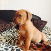 Puppies for sale Netherlands, Geldrop , Dogue De Bordeaux