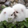 Puppies for sale Cyprus, Nicosia Pomeranian Spitz
