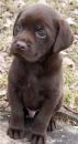 Puppies for sale France, Paris Labrador