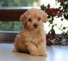 Puppies for sale Cyprus, Larnaca , havapoo
