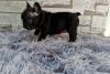 Puppies for sale Cyprus, Nicosia French Bulldog