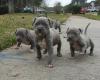 Puppies for sale Cyprus, Paphos American Pit-Bull Terrier