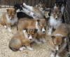Puppies for sale France, Paris Collie
