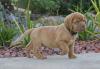 Puppies for sale Netherlands, Maastricht , Dogue De Bordeaux