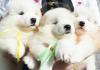Puppies for sale United Kingdom, Manchester Samoyed dog (Samoyed)