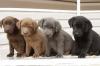 Puppies for sale Greece, Athens Labrador