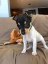 Puppies for sale Ireland, Dublin Toy-terrier