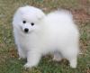 Puppies for sale Denmark, Kopenagen Samoyed dog (Samoyed)