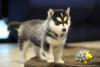 Puppies for sale Cyprus, Nicosia , pomsky