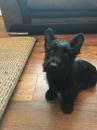 Puppies for sale Cyprus, Paphos Scotch-terrier