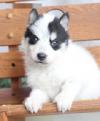 Puppies for sale Finland, Helsinki , Alaskan klee kai 