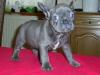 Puppies for sale Denmark, Kopenagen French Bulldog
