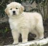 Puppies for sale Cyprus, Larnaca Golden Retriever