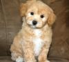 Puppies for sale Italy, Naples , maltipoo