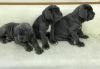 Puppies for sale Cyprus, Nicosia Neapolitan Mastiff