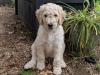 Puppies for sale Italy, Naples Poodle