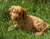 Puppies for sale Germany, Nuremberg Other breed, Cockapoo